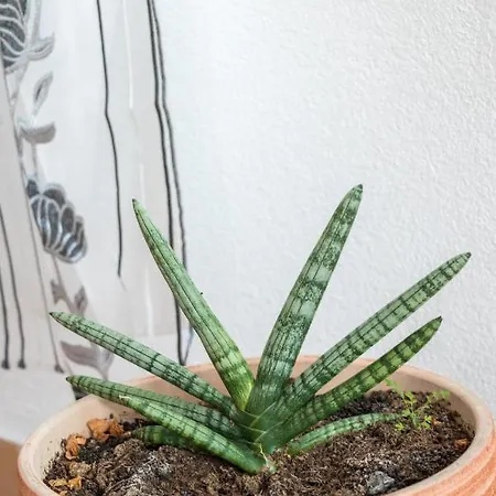 Zeljka Apartman Mundanije