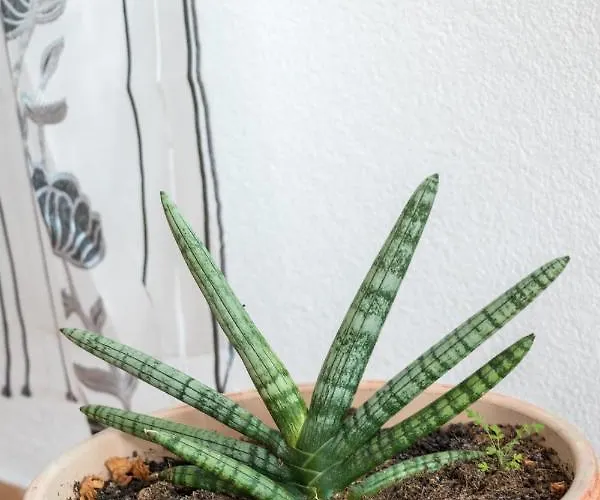 Zeljka Apartmán Mundanije